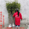 桂花樹批發(fā)八月金桂丹桂咸寧桂花之鄉(xiāng)自產(chǎn)自銷包郵
