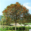 咸寧桂花樹批發(fā) 八月桂地徑2-10公分綠化工程包郵