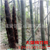 楠竹根種 楠竹之鄉竹根批發直徑2-3公分4-11節芽