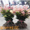 珍珠彩葉桂批發(fā)桂花樹 10-100cm高五彩桂花 綠化新品種