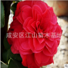 茶花苗批發(fā) 大紅茶花 茶梅小苗包郵