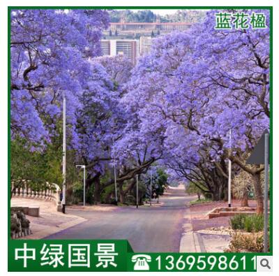 藍花楹批發 地苗移植苗 綠化樹 風景樹