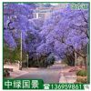 藍(lán)花楹批發(fā) 地苗移植苗 綠化樹 風(fēng)景樹