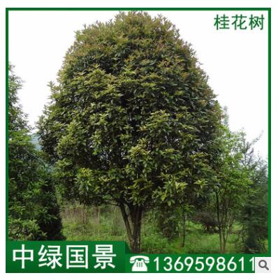 桂花樹(shù)價(jià)格 園林綠化常綠喬木 工程綠化 園林造景