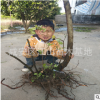 映山紅樹樁批發(fā) 杜鵑樹樁造型樹單干-3干以上
