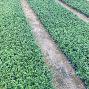 廠家直銷福建茶批發(fā)茶花小苗量大從優(yōu)綠化苗