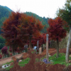 紅楓樹嫁接紅楓 美國紅楓日本三季紅中國紅楓 常年紅楓樹