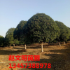 苗木基地直銷精品桂花樹 桂林全州八月金桂 廣西四季桂批發(fā)