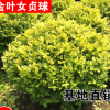直銷 金葉女貞球 金葉女貞小苗各種規(guī)格 色塊綠籬植物 金森女貞球