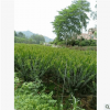 小葉紫薇批發(fā) 細葉紫薇移植苗盆栽 大量供應(yīng)