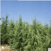 紅葉石楠 批發綠化木紅葉石楠球常綠高桿喬木紅葉石楠樹