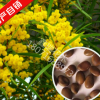 新采相思樹種子 紅豆 臺灣相思樹 綠化行道林木苗木植物樹種子