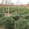 綠化工程苗木龜甲冬青球批發(fā)地被行道綠植四季常青龜甲冬青苗