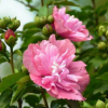 批發(fā)重瓣木槿 街邊園林綠化工程苗木 叢生紅花小木槿 木槿花批發(fā).