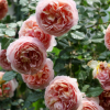 藤本月季薔薇玫瑰花苗 亞伯拉罕達比 濃香 盆栽月季 小藤本抗寒