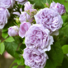日月藍色青空晴空藤本月季花苗 藍色天空 月季花苗薔薇苗 玫瑰苗