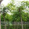 基地批發(fā)合歡樹(shù)苗園林道樹(shù)小區(qū)綠化工程合歡小苗規(guī)格齊全量大從優(yōu)