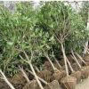 基地批發(fā)桂花樹(shù)苗嫁接桂花盆栽庭院園林道路小區(qū)觀花綠化工程苗