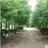 綠化苗木香樟樹(shù)庭院植物大小葉香樟樹(shù)四季常青驅(qū)蚊植物南北方種植