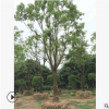 批發(fā)18-50公分移植香樟樹(shù) 基地直銷綠化喬木 規(guī)格齊全