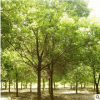 批發(fā)園林工程綠化苗木香樟樹庭院植物香樟樹苗 四季常青規(guī)格齊全
