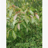 苗木香樟樹苗高大小葉香樟樹苗香樟樹自產(chǎn)自銷
