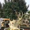 造型精品紫薇樹樁盆景樁頭古樁紫薇老樁樁景野生古樹別墅房地產