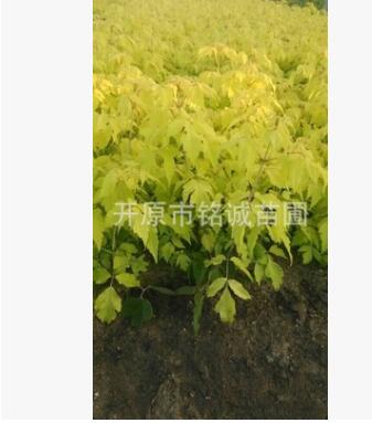 長期批發經銷優質金葉糖槭小苗價格優惠規格齊全產地直銷