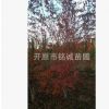 金葉連翹 花葉連翹 金邊假連翹 色塊毛球 盆栽