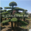 基地批發(fā)高檔園林綠化 小葉女貞造型樹(shù) 庭院美化規(guī)格齊全
