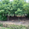直銷行道樹(shù)香樟樹(shù)苗 園林綠化喬木風(fēng)景樹(shù)庭蔭樹(shù) 香樟樹(shù)大苗