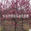 湖南苗圃供應(yīng)綠化苗木紫玉蘭 開(kāi)花植物 景觀樹(shù) 基地自產(chǎn)自銷