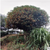 基地直銷桂花樹(shù)八月桂花綠化丹桂 八月桂花樹(shù)批發(fā)桂花樹(shù)5-25公分