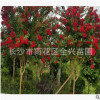 基地直銷造型紫薇樹(shù)樁 嫁接紫薇 百日紅樹(shù)樁 紅火箭 叢生紫薇