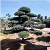大型羅漢松造型基地直銷各種規(guī)格的羅漢松造形樹(shù)土球發(fā)貨包成活