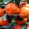 新品種盆栽地栽嫁接柑橘果樹苗無核砂糖柑橘苗小樹苗批發當年結果