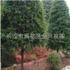 基地直銷紅豆杉紫科品系紅豆杉苗別墅庭院綠植生長快