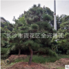 基地長期批發(fā)優(yōu)質造形黑松綠化喬木公園庭院植物土球發(fā)貨成活率高