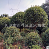 基地優(yōu)價直銷15-25cm大型桂花樹開花喬木公園庭院專用綠化