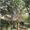 現(xiàn)貨批發(fā)櫻花 庭院小區(qū)綠化 開花植物 土球發(fā)貨成活率高