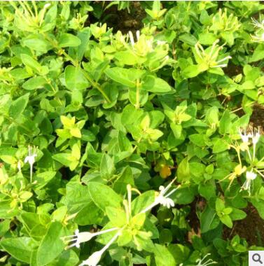金銀花苗木綠科園藝樹(shù)形苗木盆景盆栽藤本植物木質(zhì)樹(shù)狀四季金銀花