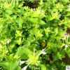金銀花苗木綠科園藝樹(shù)形苗木盆景盆栽藤本植物木質(zhì)樹(shù)狀四季金銀花
