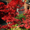 紅楓樹(shù)苗日本紅楓美國(guó)紅楓 中國(guó)紅四季紅庭院綠化紅楓紅舞姬盆栽