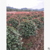基地直銷 紅葉石楠球、紅葉石楠樹、紅葉石楠小樹