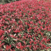 紅葉石楠 紅羅賓 綠籬 灌木 球類 花壇 綠化工程 基地直銷 量大