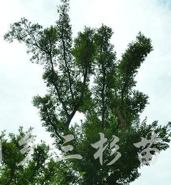 櫸樹