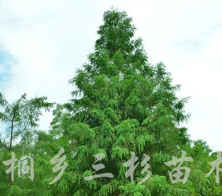 落羽杉