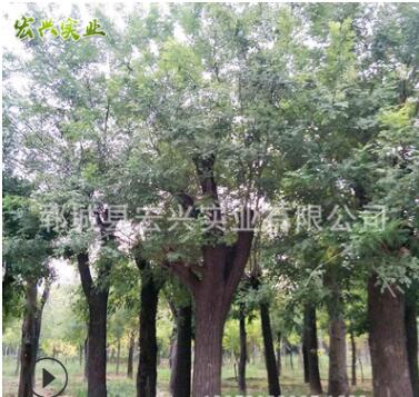 廠家直銷土球老國槐 綠化苗木批發(fā)土球老國槐