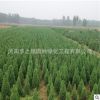 直銷園林綠化工程苗 檜柏小苗 規(guī)格全 四季常青 檜柏樹苗量大從優(yōu)