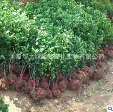 基地直銷工程綠化樹木冬青優質黃楊綠籬植物金邊冬青 金邊黃楊